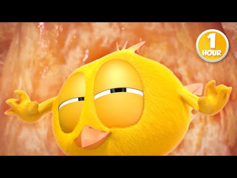 CHICKY | Chicky's Cake | 1 Hour Compilation | KIDS & FAMILY CARTOON