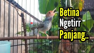 Download lagu PRENJAK BETINA Ngetir Panjang Istimewa Suara jernih, sangat Cocok buat MASTERAN Ataupun PANCINGAN. mp3