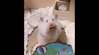 ハム・ダンス