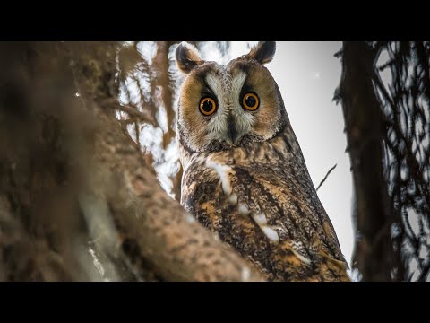 Eulen Geräusch - Tiergeräusche Eule