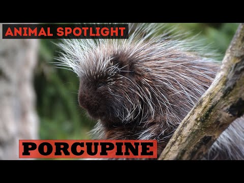 Animal Spotlight | Porcupine