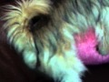 Dog Having Fun With A Pillow Part 3