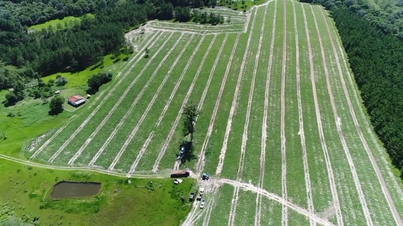 Plantação de Melancia, Bairro Cerrado Guareí SP 16 de dezembro de 2024