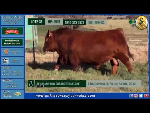 02-09-21 - Remate de Cabaña Don Benjamín - Consignatarias Daniel Biocca -  Marcos Achaval