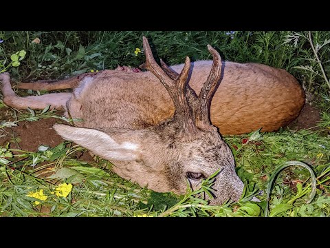 Der alte Bock vom Bruch - kapitaler Rehbock in Masuren erlegt!