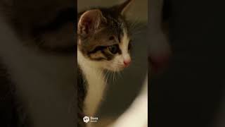 先住猫の教育力が高すぎた｜子猫のトイレしつけ（猫トイレ）AIアニメ
