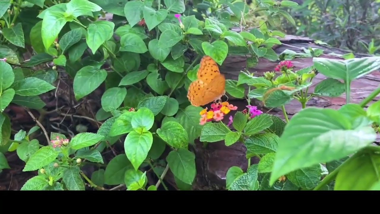 Appreciating the Butterflies of Singapore