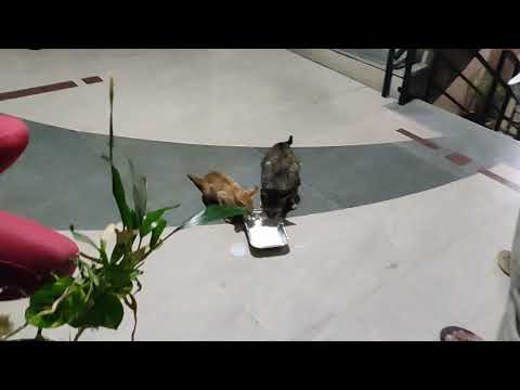 Dinner time of Cats 😺