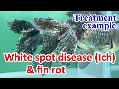 , title : '【Fish disease treatment example】White spot disease (Ich) and fin rot