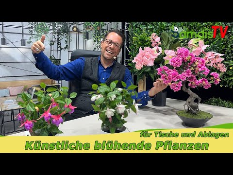 Blühende Pflanzen für Tische und Ablagen 🌺🌼