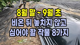 8월말 ~ 9월초 비온 뒤 놓치지 않고 반드시 심어야 하는 작물 8가지