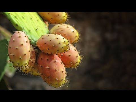 Cultivos de Higos Chumbo de Excelente Calidad en Iza Boyaca - TvAgro por Juan Gonzalo Angel