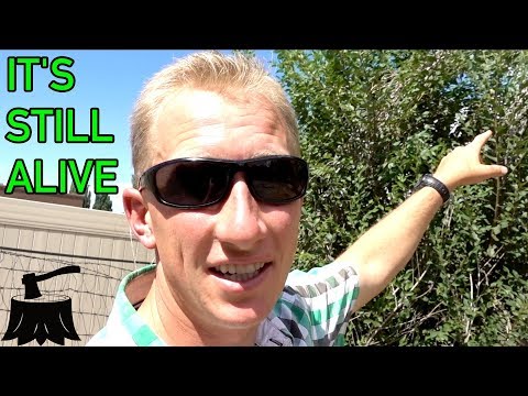 4 Ways To Kill Trees That DON'T WORK