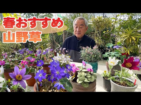 園芸 山塊の草