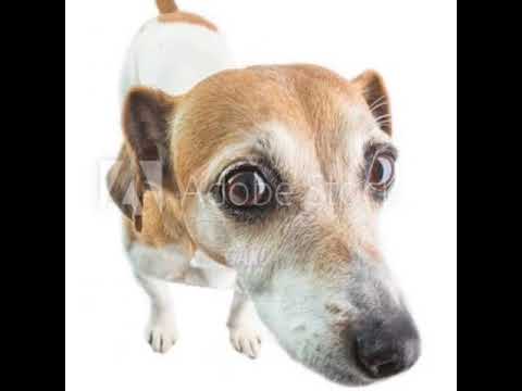 Timmy the dog/hot milk meme