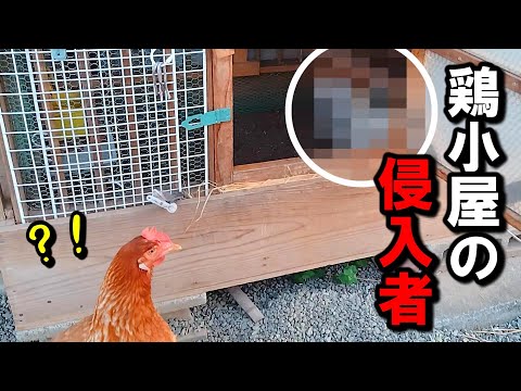 鶏小屋にネズミを近づけないようにする方法は？げっ歯類に対する解決策とヒント  庭園