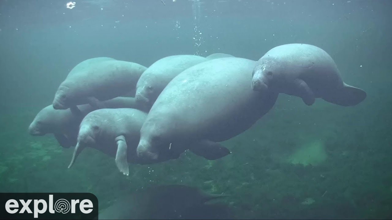 Blue Spring Manatees — Underwater Cam