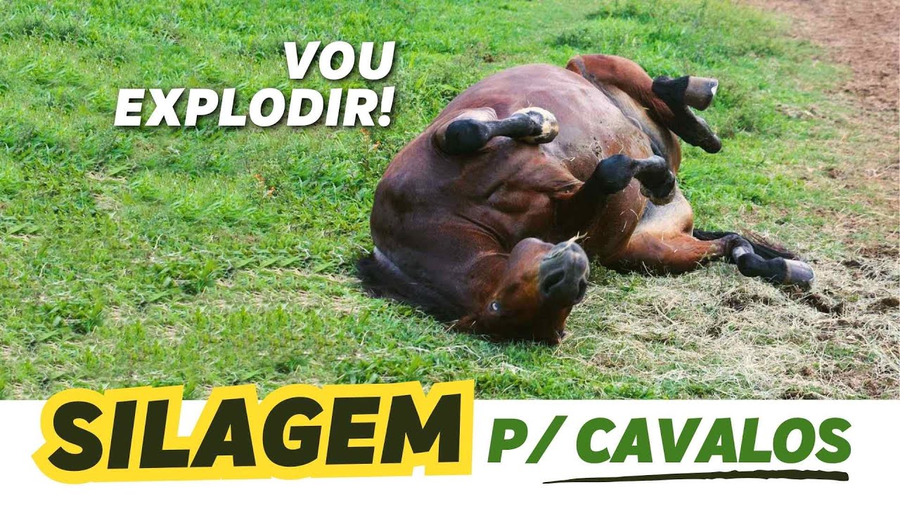 SILAGEM para CAVALO - afinal, pode ou não?