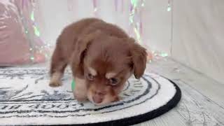 ハーフ犬の動画01