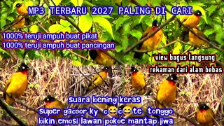 Download lagu SUARA PIKAT KUTILANG EMAS TER GACOR SEDUNIA LANGSU... mp3