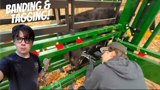 Banding Bulls! (My First Time | Not What I Excepted) @DossFarm