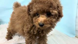 トイプードルの動画01