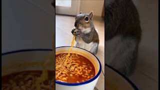Download lagu #feedshorts #squirrel #shorts #funnyvideo mp3