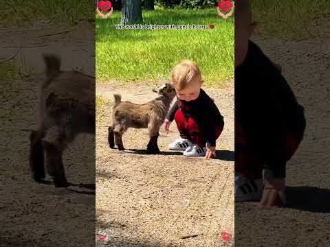 The world is brighter with gentle hearts ❤️#animals #animallife #love #kindness #viral