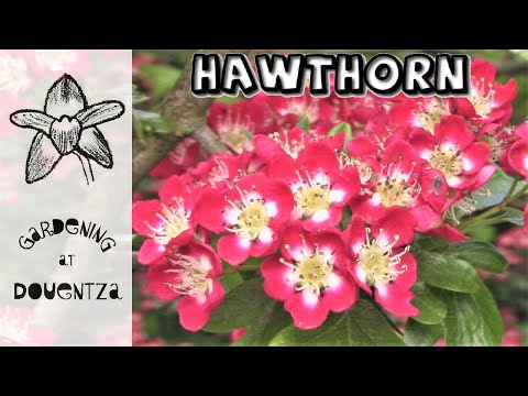 Hawthorn || Best Tree for a Small Garden || Irish Fairy Tradition