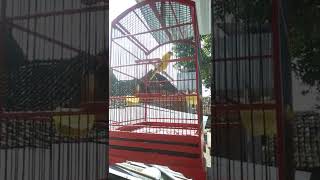 Download lagu kicauan kepodang lokal di siang hari,suara keras dan gacorrr mp3