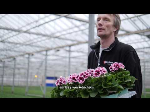 download lagu mp3 mp4 Regal Pelargonium Plants, download lagu Regal Pelargonium Plants gratis, unduh video klip Regal Pelargonium Plants