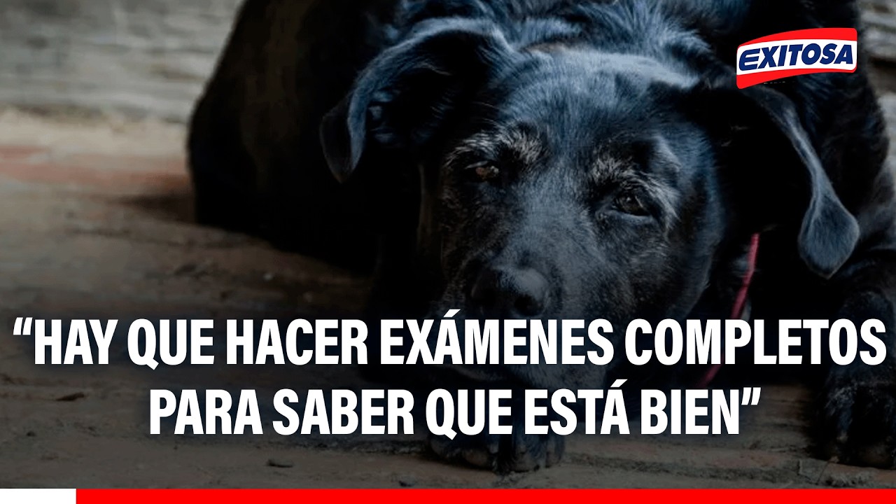 🔴🔵 Retiro de queratomas en perros ancianos debe hacerse con exámenes completos, indica Rondón