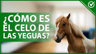 🐴 ¿Cómo es el CELO de las YEGUAS y qué hacer para cuidarlas? - Sexualidad equina ​🐴​