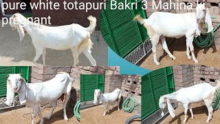 3 Mahina ki pregnant pure white totapuri bakri 9671369795