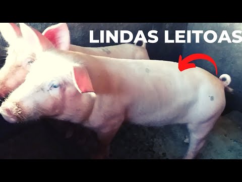 COMO INICIAR UMA CRIAO DE PORCOS COM APENAS 2 LEITOAS. criando porco