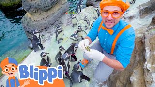 Blippi's Penguin Adventure | Best Animal Videos for Kids | Kids Songs and Nursery Rhymes gameplay video by Mgraves, 11:12 duration