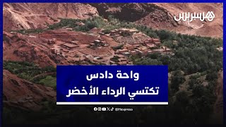 واحة "دادس" الكبرى تكتسي الرداء الأخضر بعد التساقطات المطرية الأخيرة thumbnail