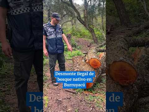 Desmonte ilegal de monte nativo en Burruyacú #tucuman