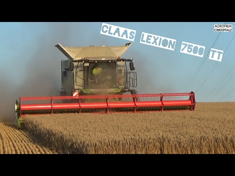 Dreschfieber `24: Claas Lexion 7500 Terra Trac bei der Weizenernte - Lohnunternehmen Pommer