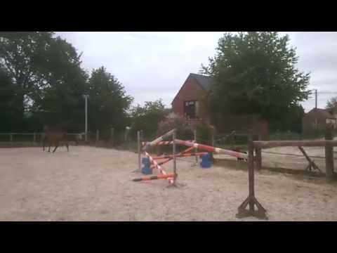 Faerly II de Libersart ( COUPE DE COEUR x ELECTRO x FURIOSO II)