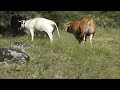 Lovely Cow Mating
