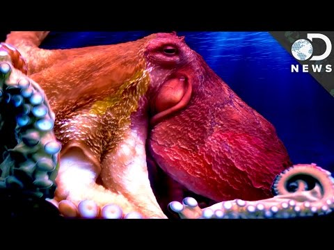 download lagu mp3 mp4 Octopus Front, download lagu Octopus Front gratis, unduh video klip Octopus Front