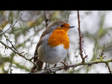 Legend why the robin has a red breast feathers / chat in the evening