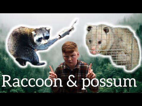 ULTIMATE Raccoon and Opossum trapping!!!