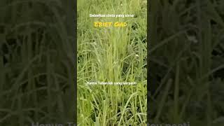 Download lagu Seberkas Cinta yang Sirna - Ebiet Gad #shorts #lagu#nostalgia #tembang #kenangan@Radiojaddoels mp3 Download lagu Seberkas Cinta yang Sirna - Ebiet Gad #shorts #lagu#nostalgia #tembang #kenangan@Radiojaddoels mp3