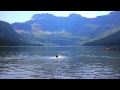 Bernese Mountain Dog In Cameron Lake In Waterton 1