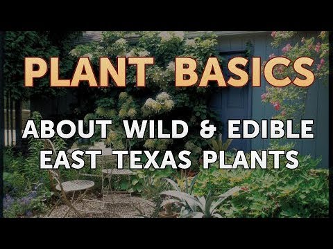 How to Get More Canna Lily Blooms