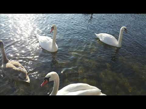 Piosenki w wykonaniu dzieci - Gdy idziemy poprzez świat