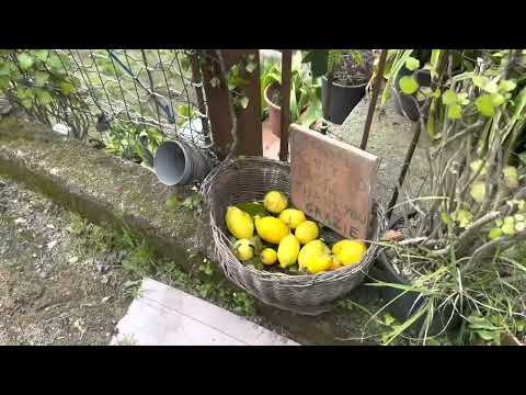 Ravello to Atrani - fabulous walk on the Amalfi Coast