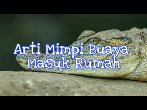 Arti Mimpi Buaya Masuk Rumah Menurut Islam Primbon Dan Psikolog